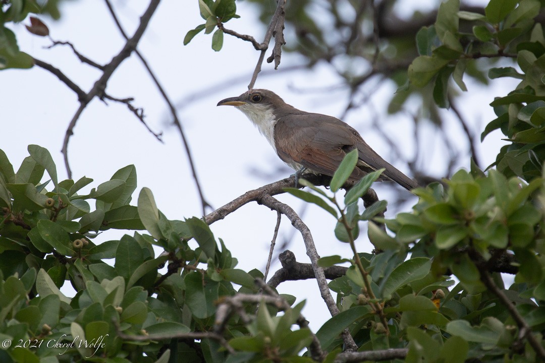 Yellow-billed Cuckoo - Cheryl White