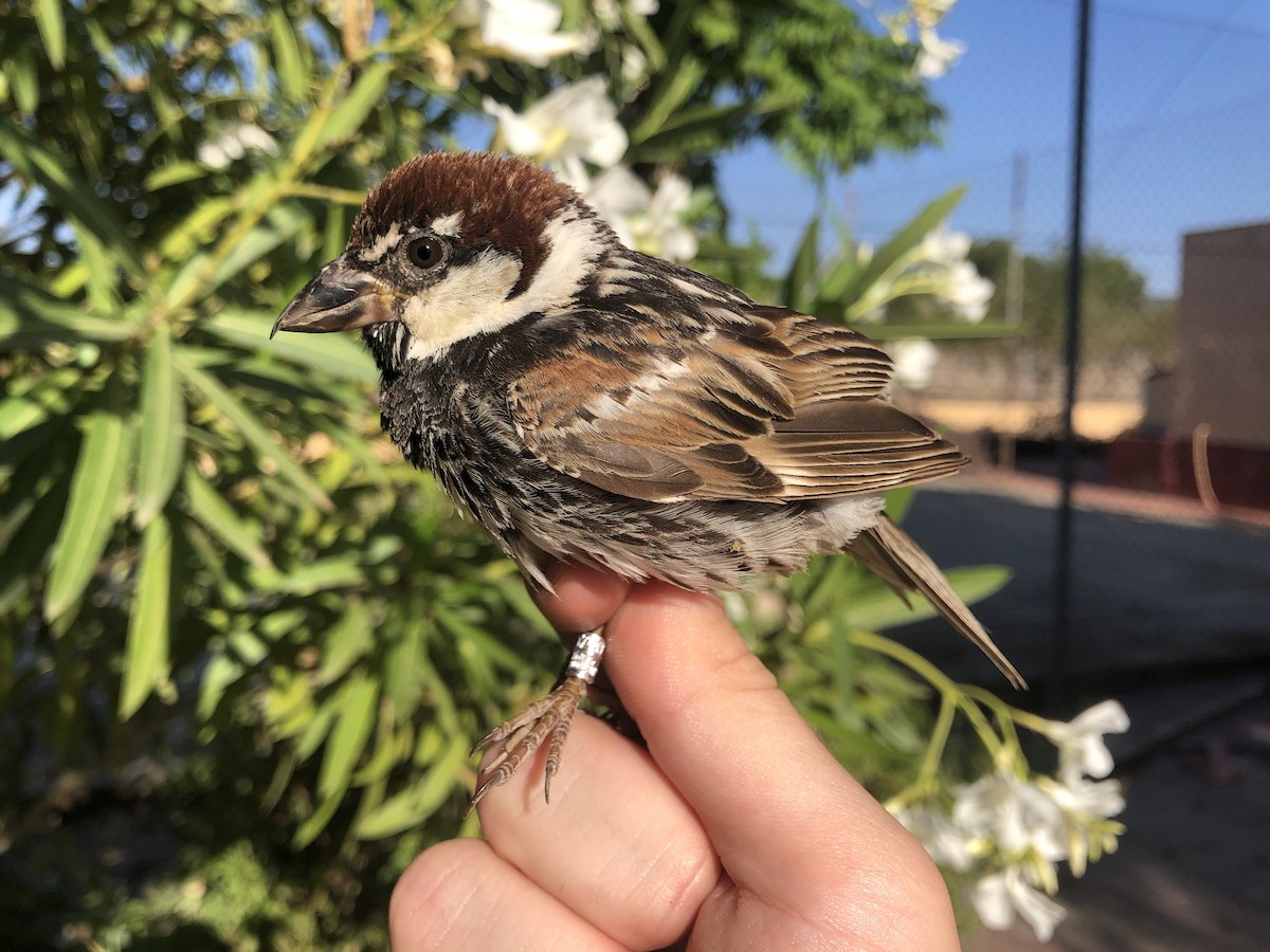 Spanish Sparrow - ML355213401