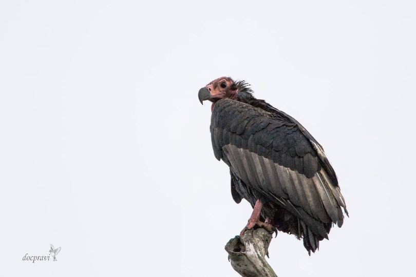 Red-headed Vulture - ML355214081