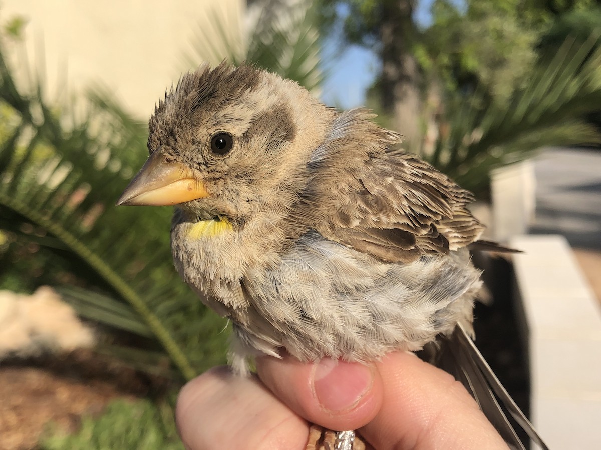 Rock Sparrow - Javi Barón