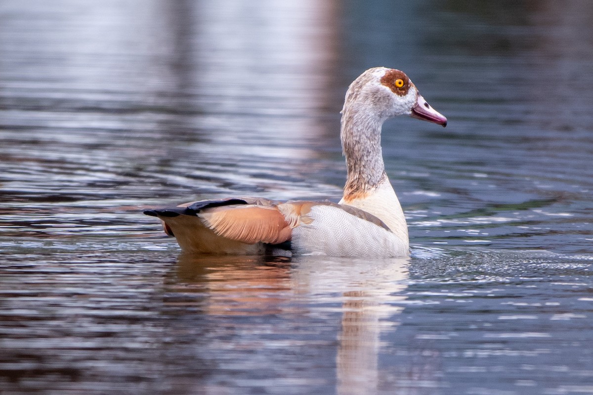 Egyptian Goose - Holger Köhler