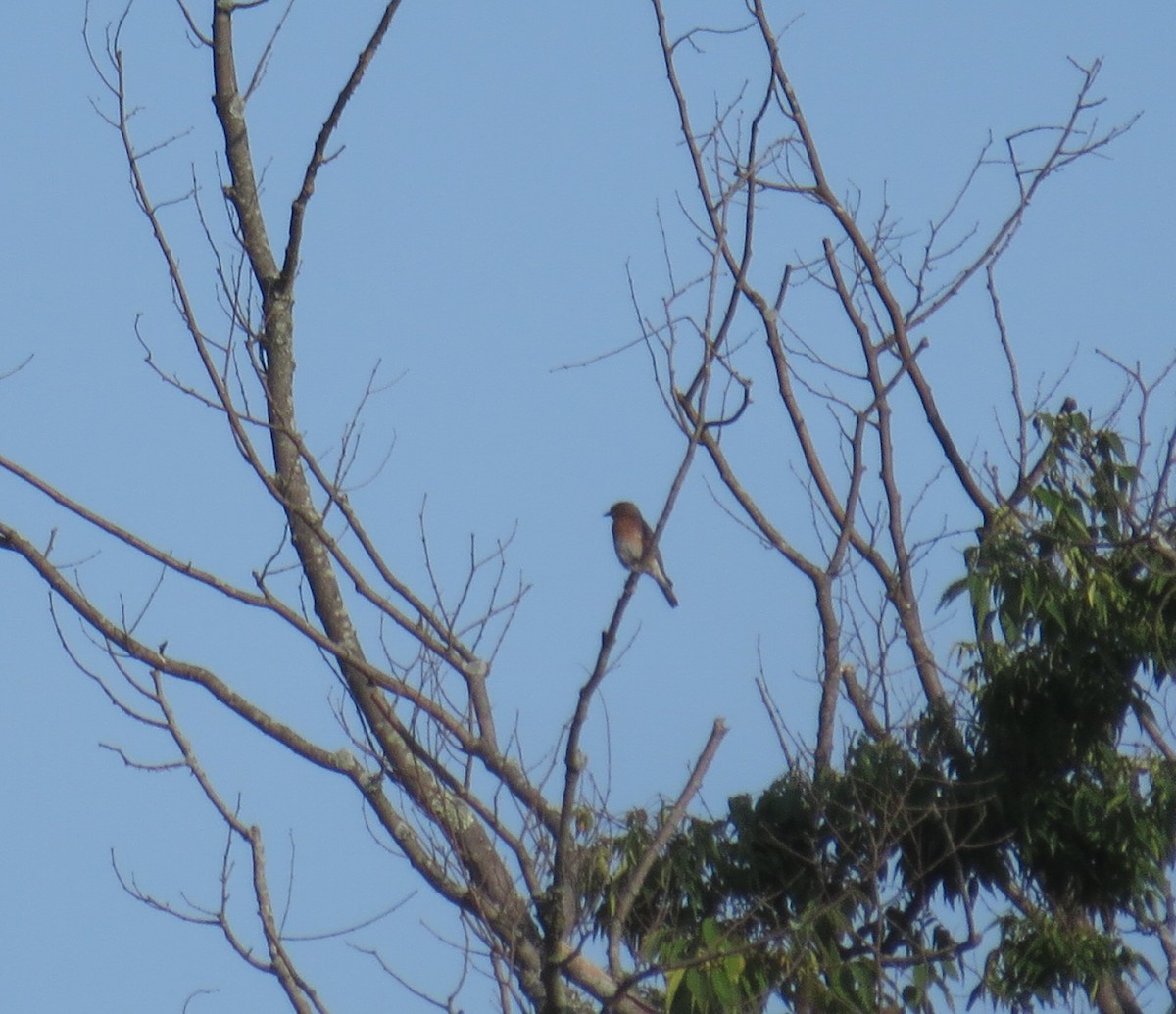Eastern Bluebird - ML355215311
