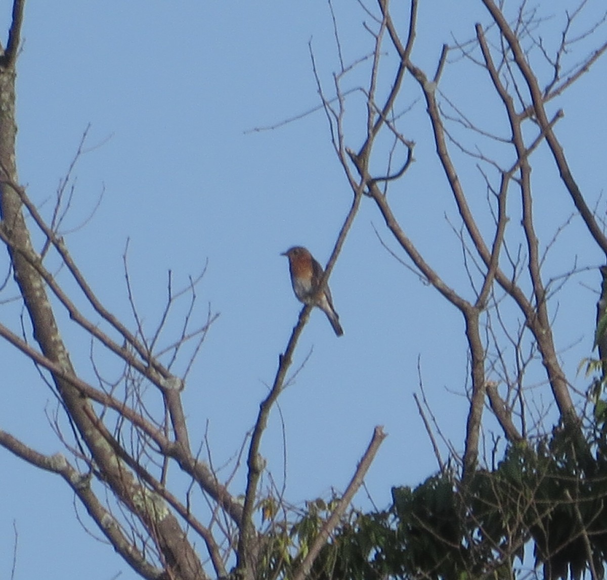 Eastern Bluebird - ML355215371