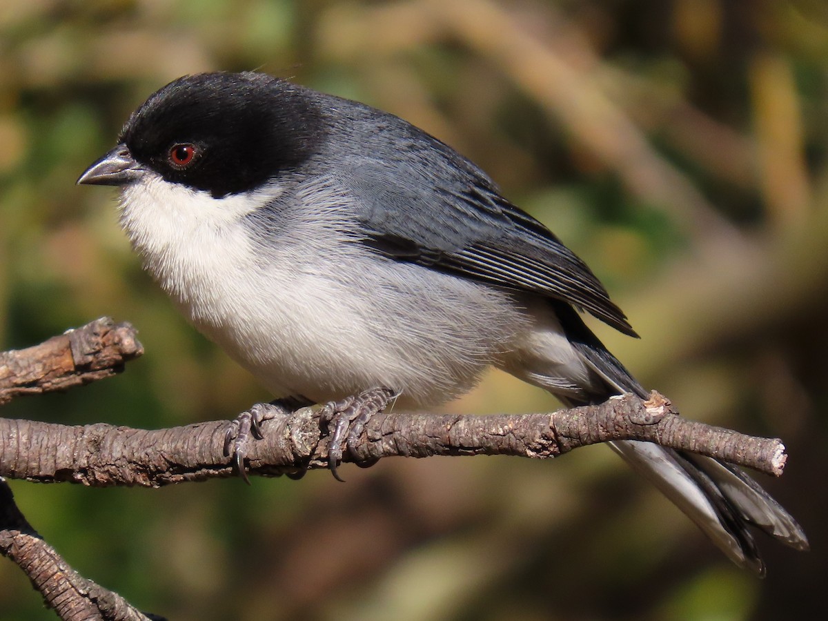 Black-capped Warbling Finch - Pierre Pitte