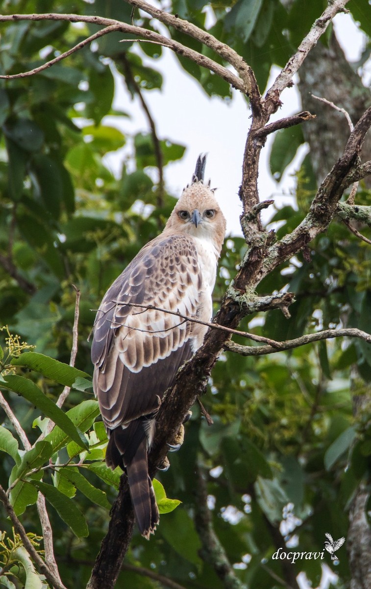 Changeable Hawk-Eagle (Crested) - ML355217751
