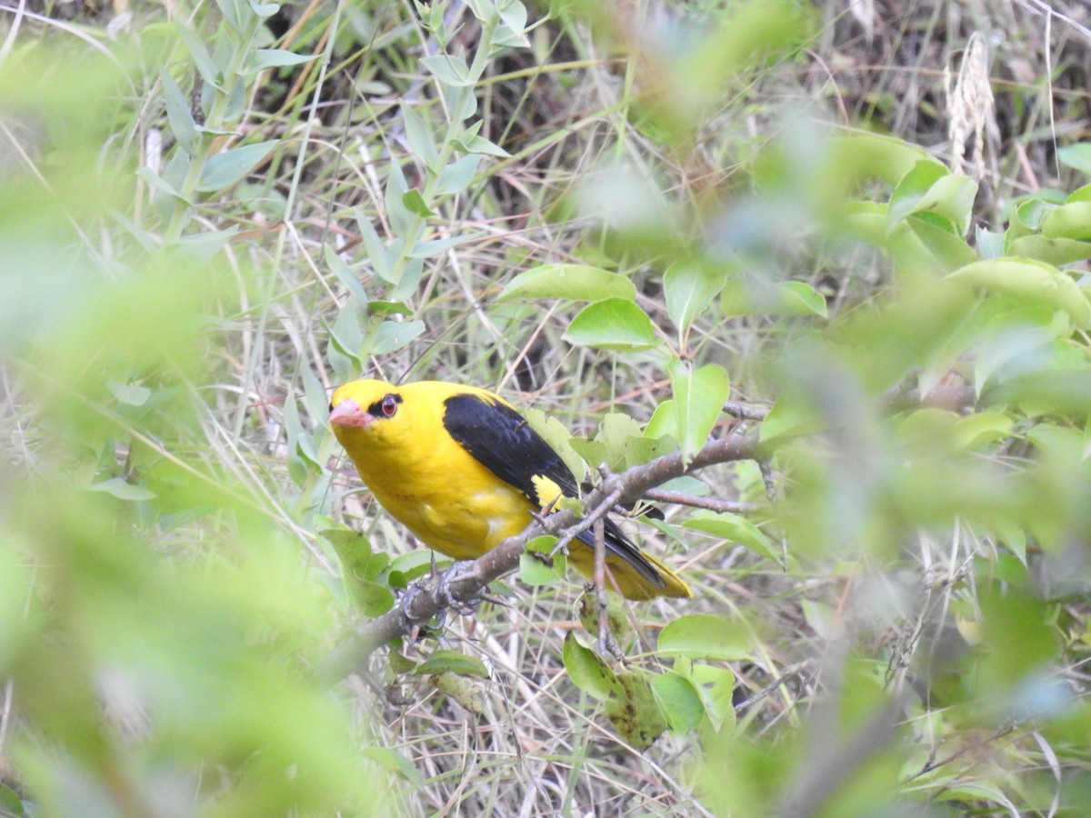 Indian Golden Oriole - ML355217931