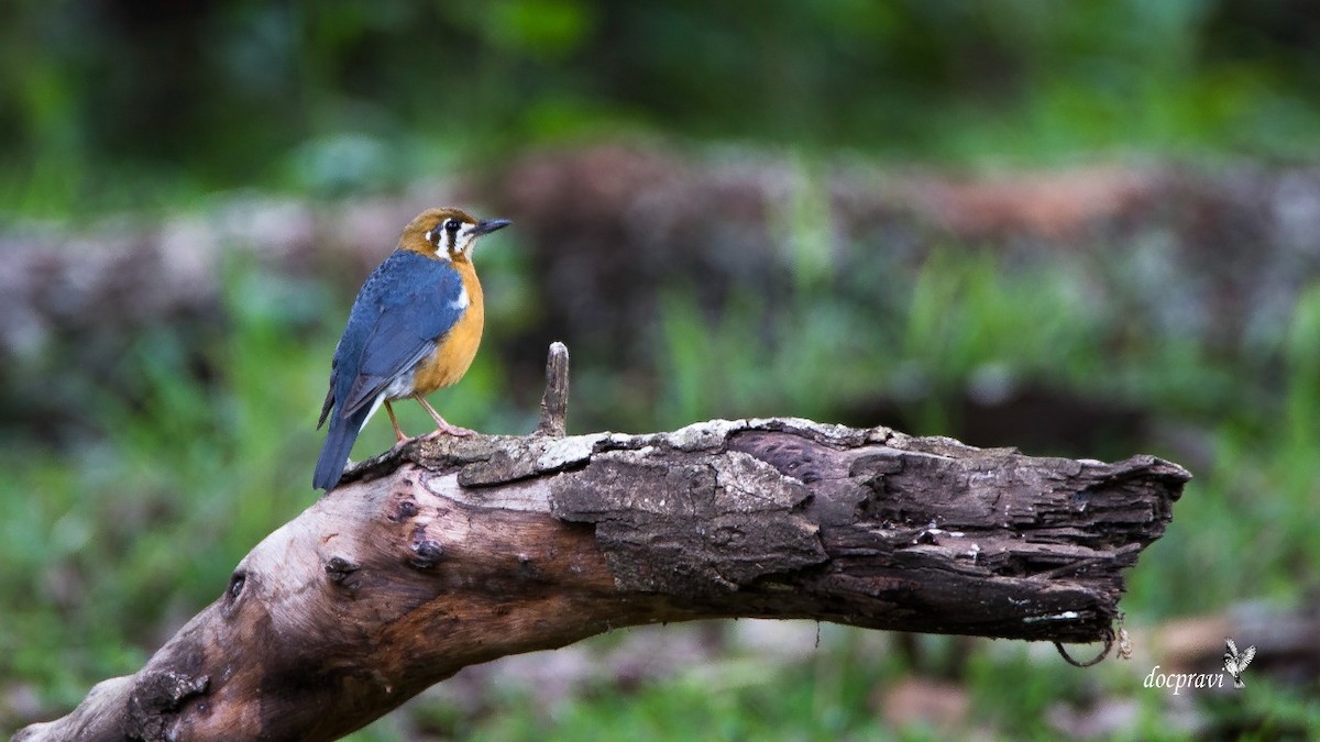 Orange-headed Thrush - ML355218181