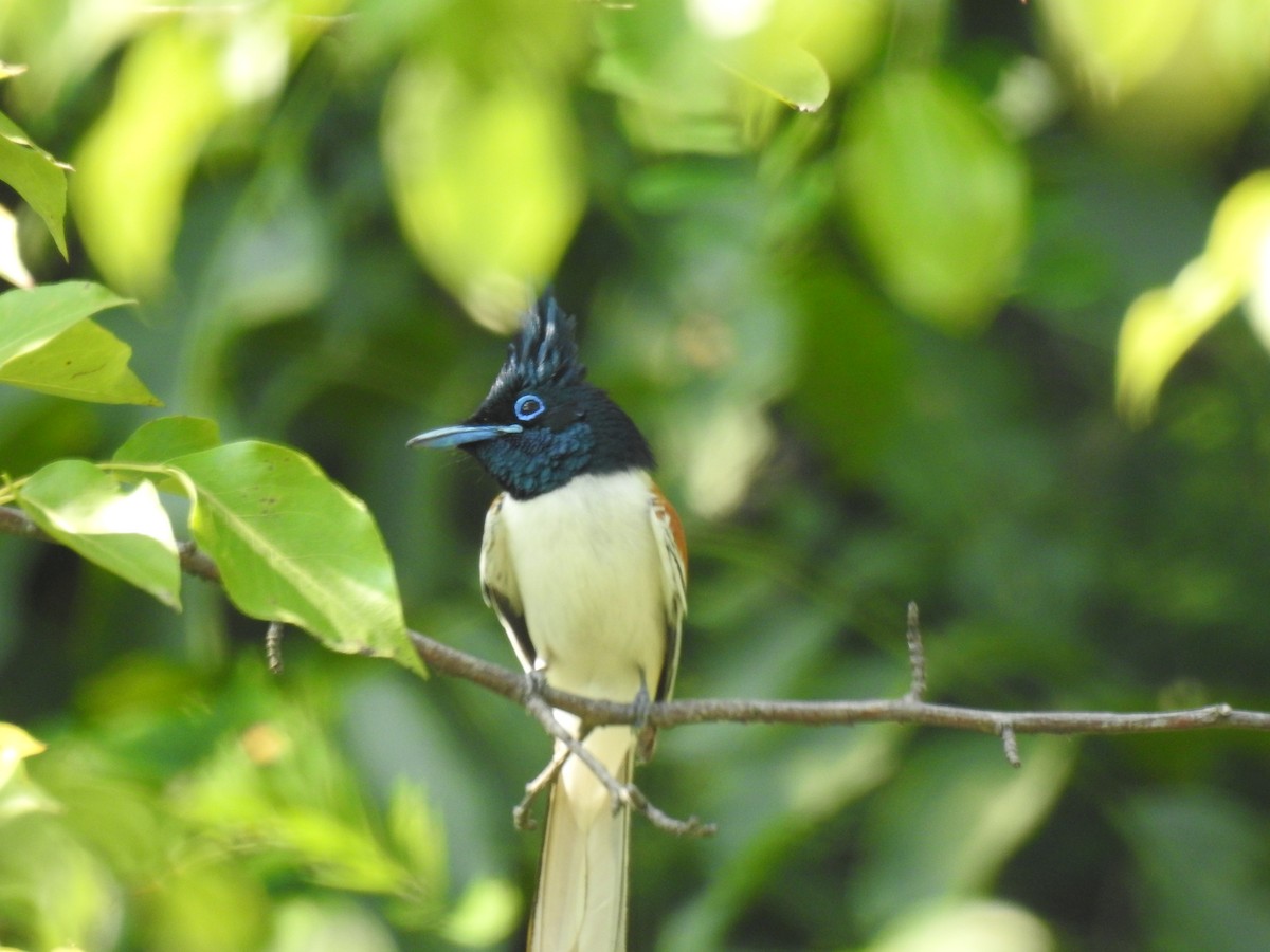 Indian Paradise-Flycatcher - ML355218191