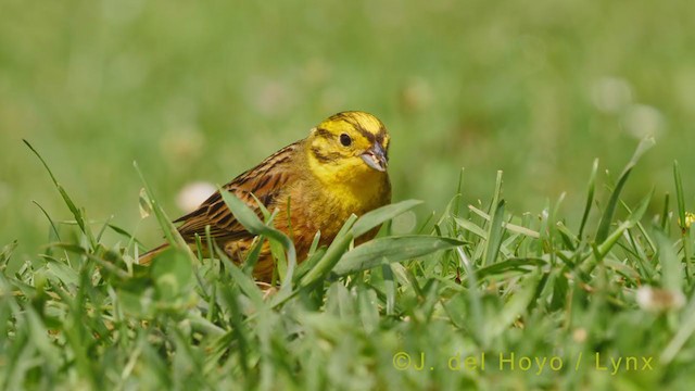 Yellowhammer - ML355219481