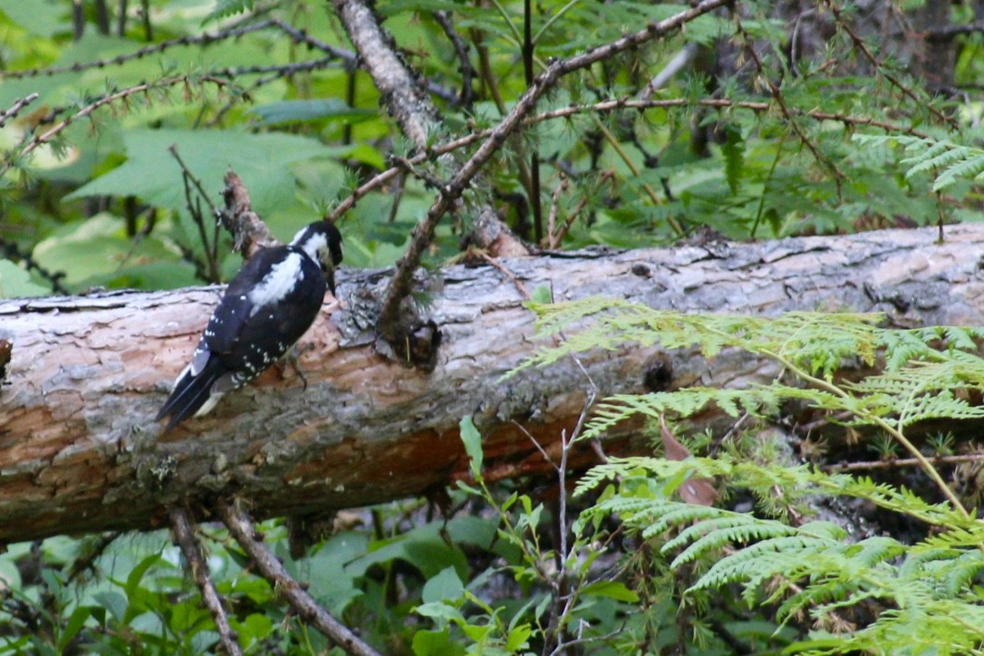 Hairy Woodpecker (Rocky Mts.) - ML355219731