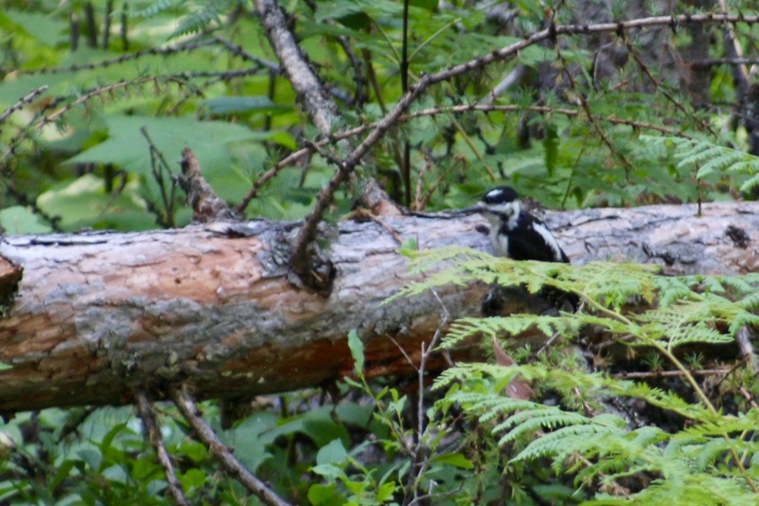 Hairy Woodpecker (Rocky Mts.) - ML355219871