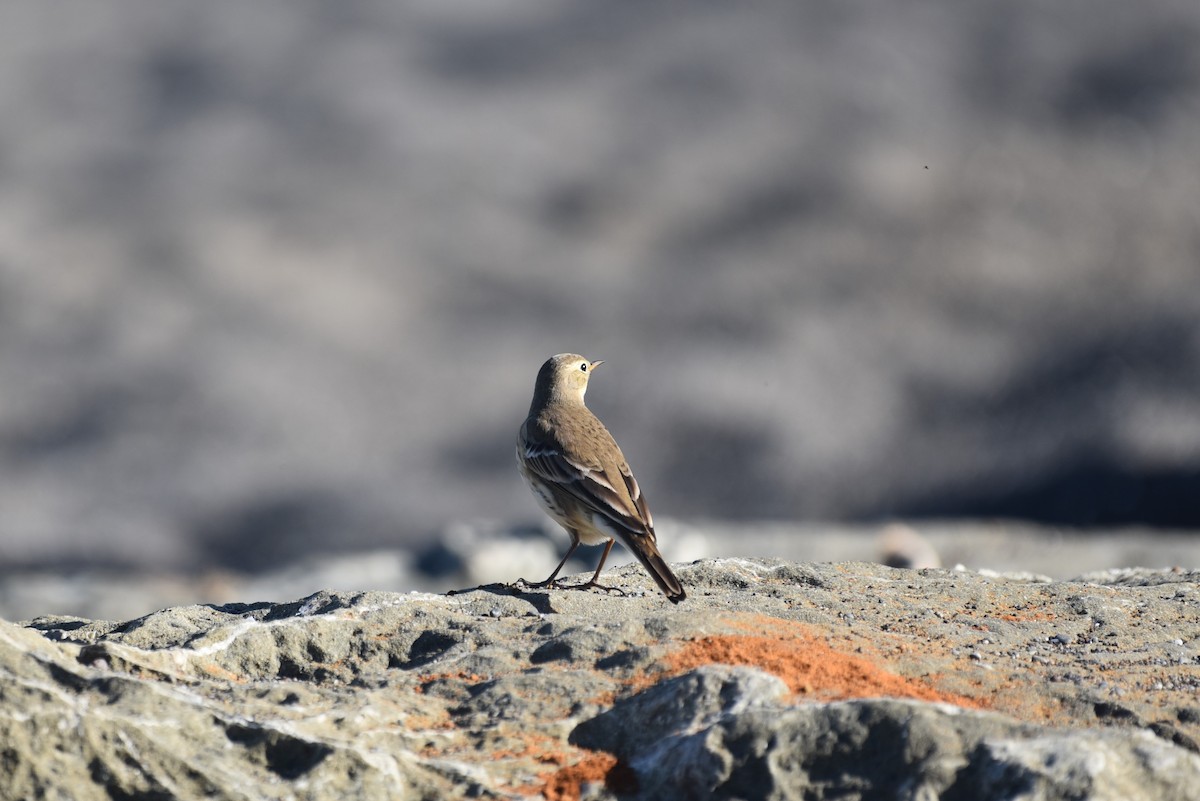 American Pipit - ML35522211