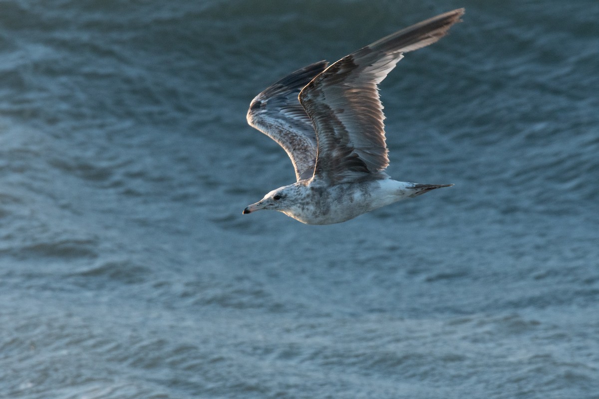 California Gull - Graham Deese