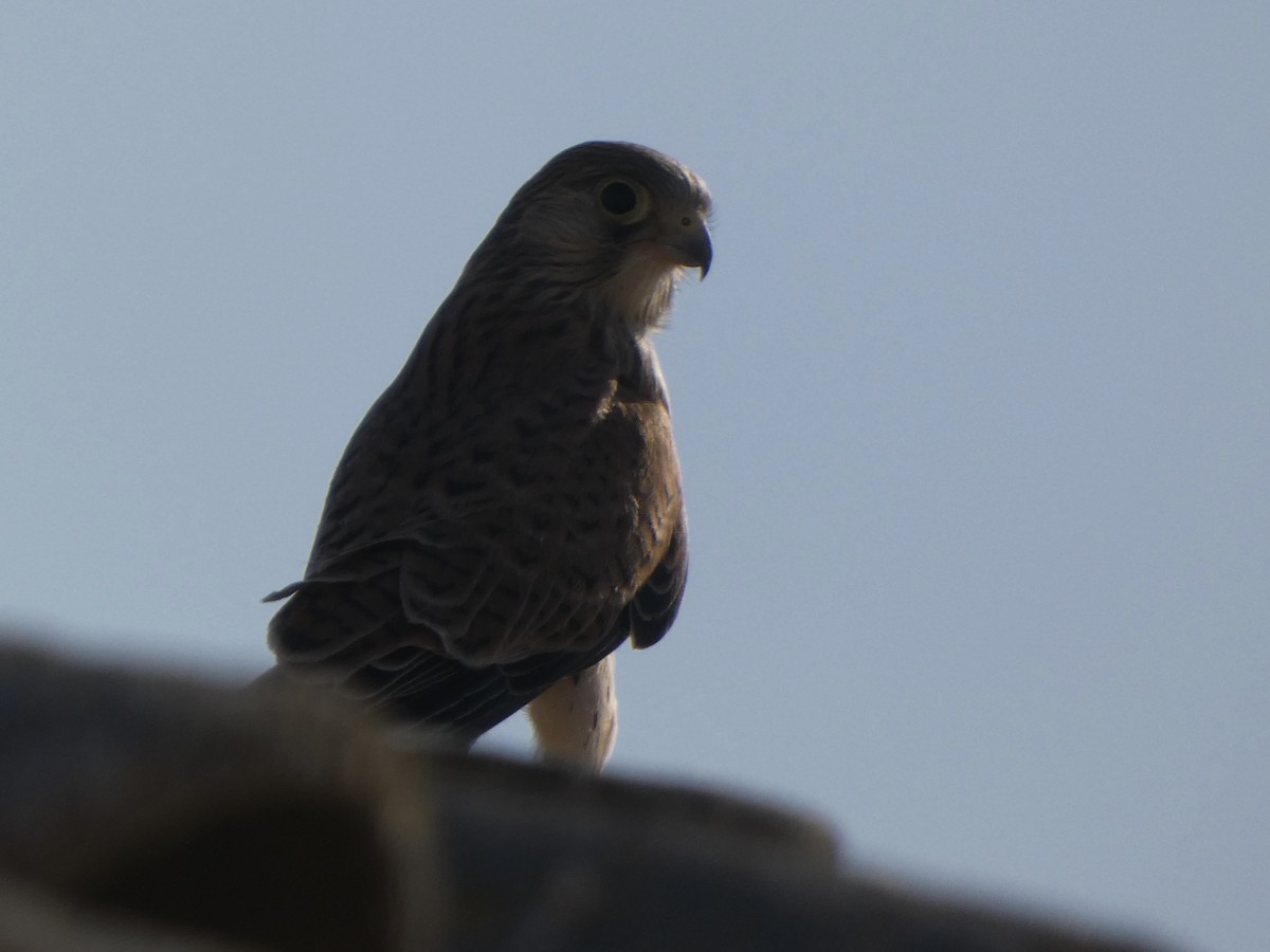 Lesser Kestrel - ML355223701