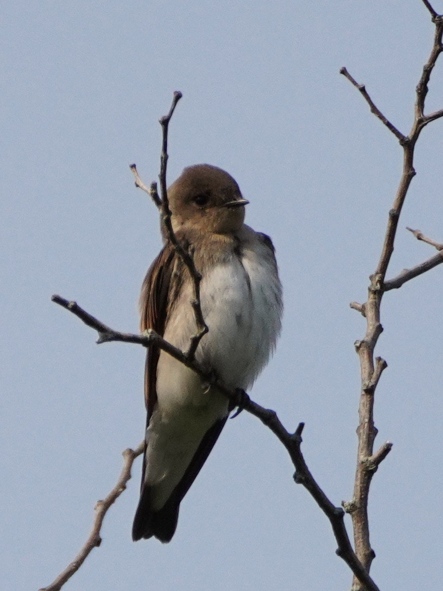Northern Rough-winged Swallow - ML355225031