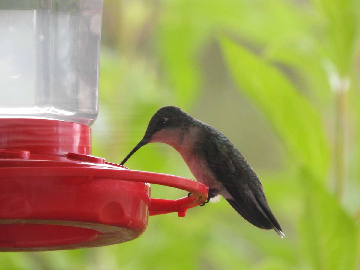 Ruby-throated Hummingbird - ML355226491