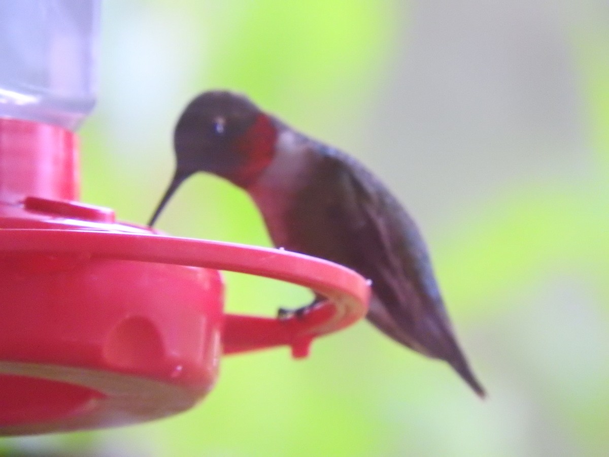 Ruby-throated Hummingbird - ML355226501