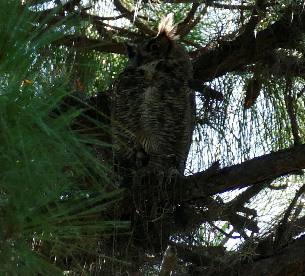 Great Horned Owl - ML355226511