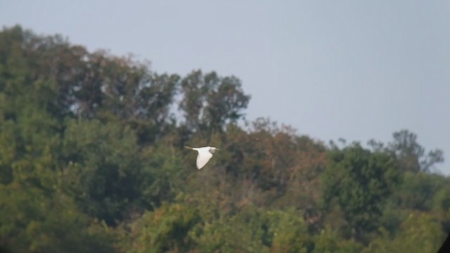 Little Blue Heron - ML355226591