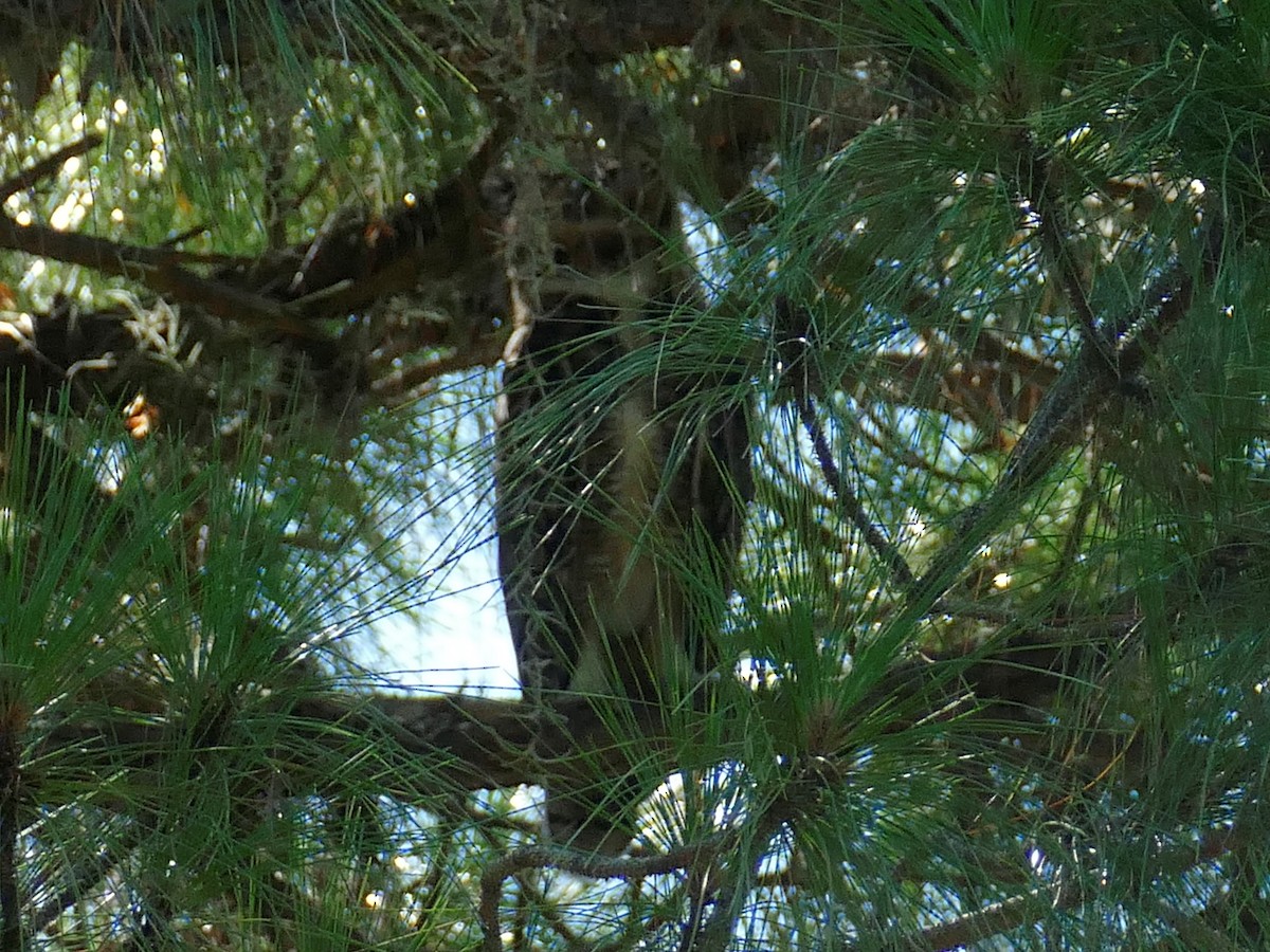 Great Horned Owl - ML355226621