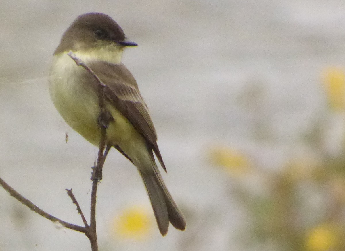 Eastern Phoebe - ML355227041