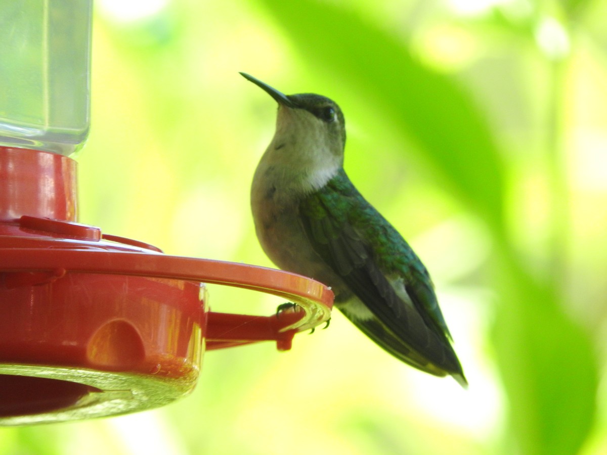 Ruby-throated Hummingbird - ML355227621