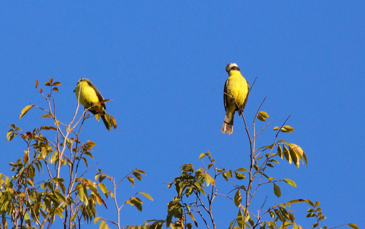 Three-striped Flycatcher - ML355228661