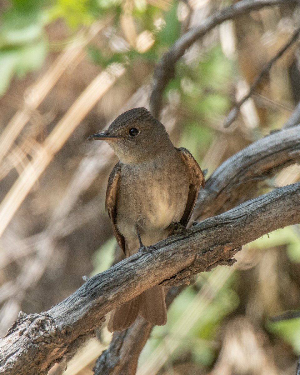 Western Wood-Pewee - ML355231111