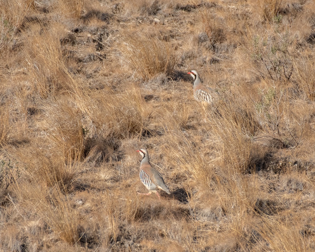 Chukar - ML355231301