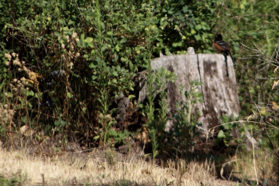 Spotted Towhee - ML355231771