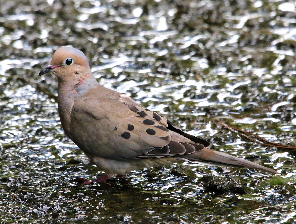 Mourning Dove - ML355232721