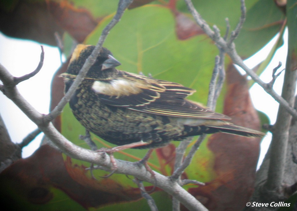 Bobolink - Steve Collins