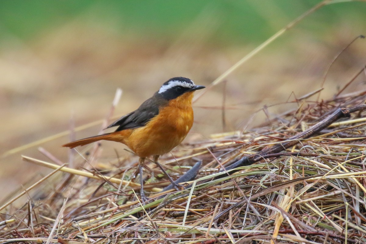 Rüppell's Robin-Chat - Fikret Ataşalan