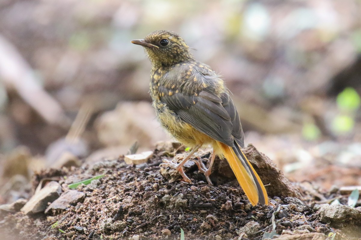 Rüppell's Robin-Chat - ML355233321