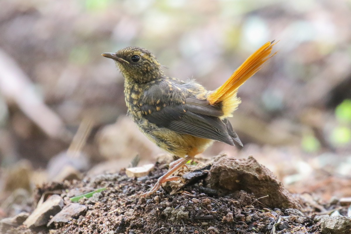 Rüppell's Robin-Chat - ML355233331