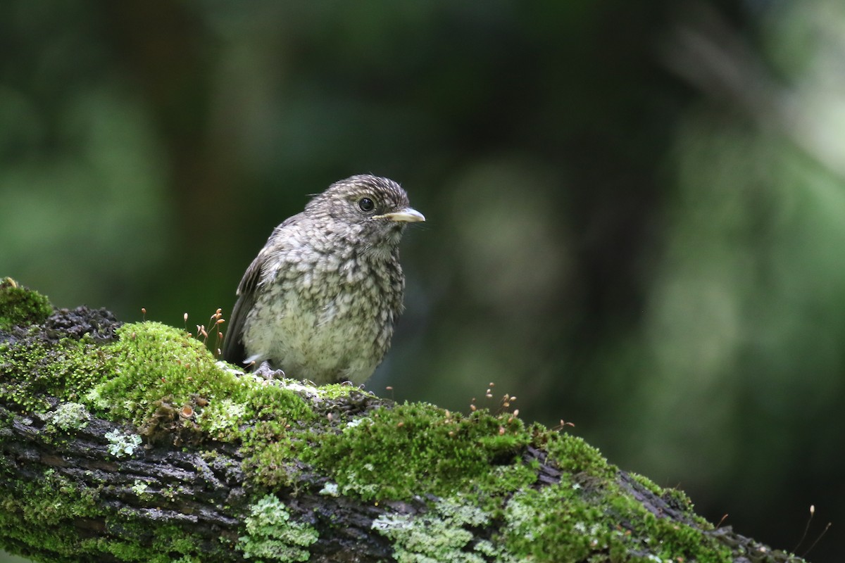 Bozca Drongo Sinekkapanı - ML355233491