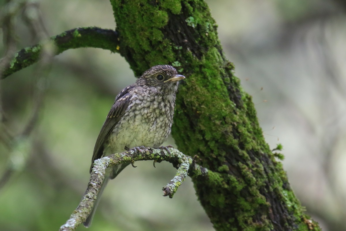 Abyssinian Slaty-Flycatcher - ML355233501