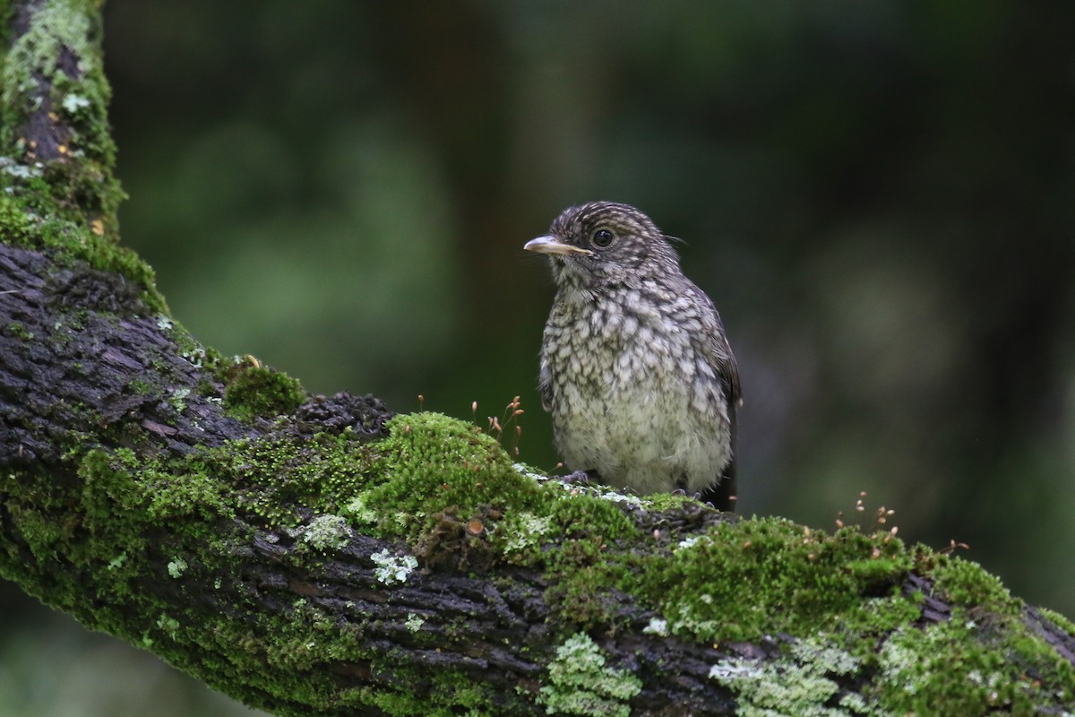 Abyssinian Slaty-Flycatcher - ML355233521