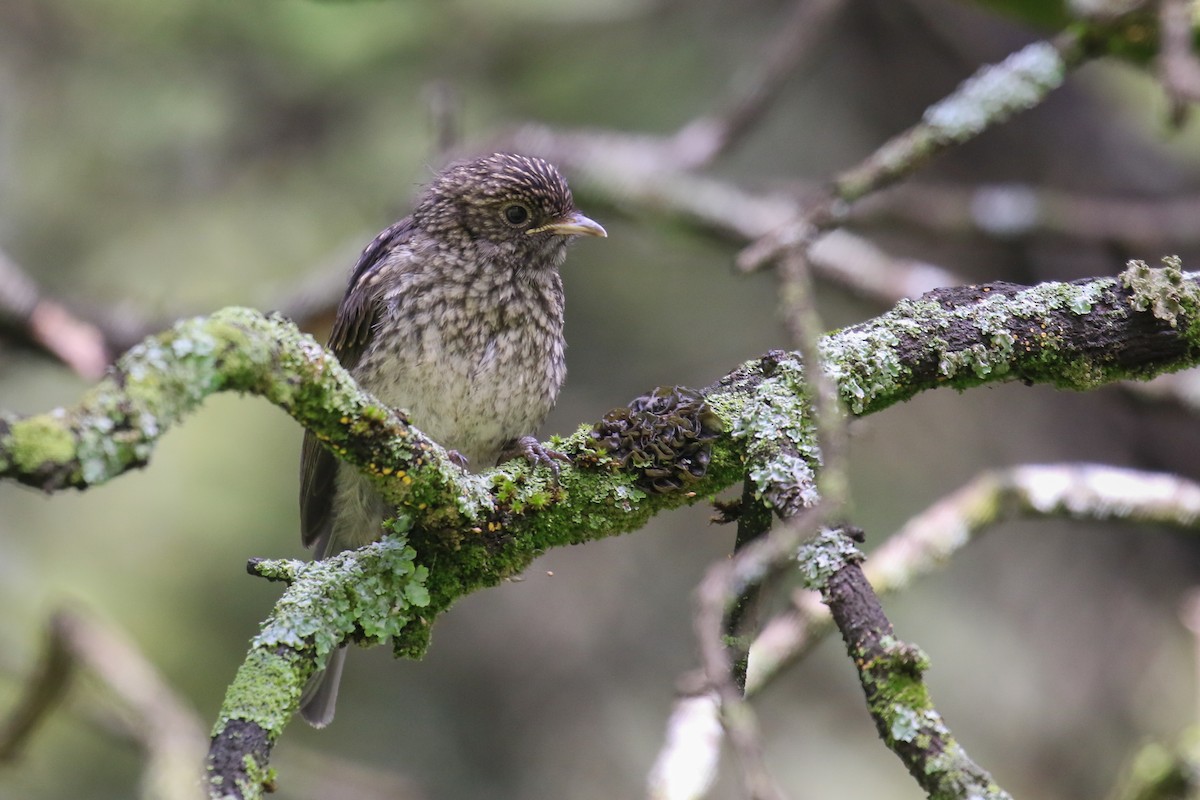 Bozca Drongo Sinekkapanı - ML355233581