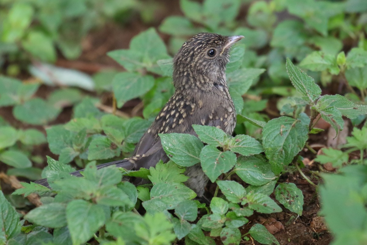 Abyssinian Slaty-Flycatcher - ML355233621