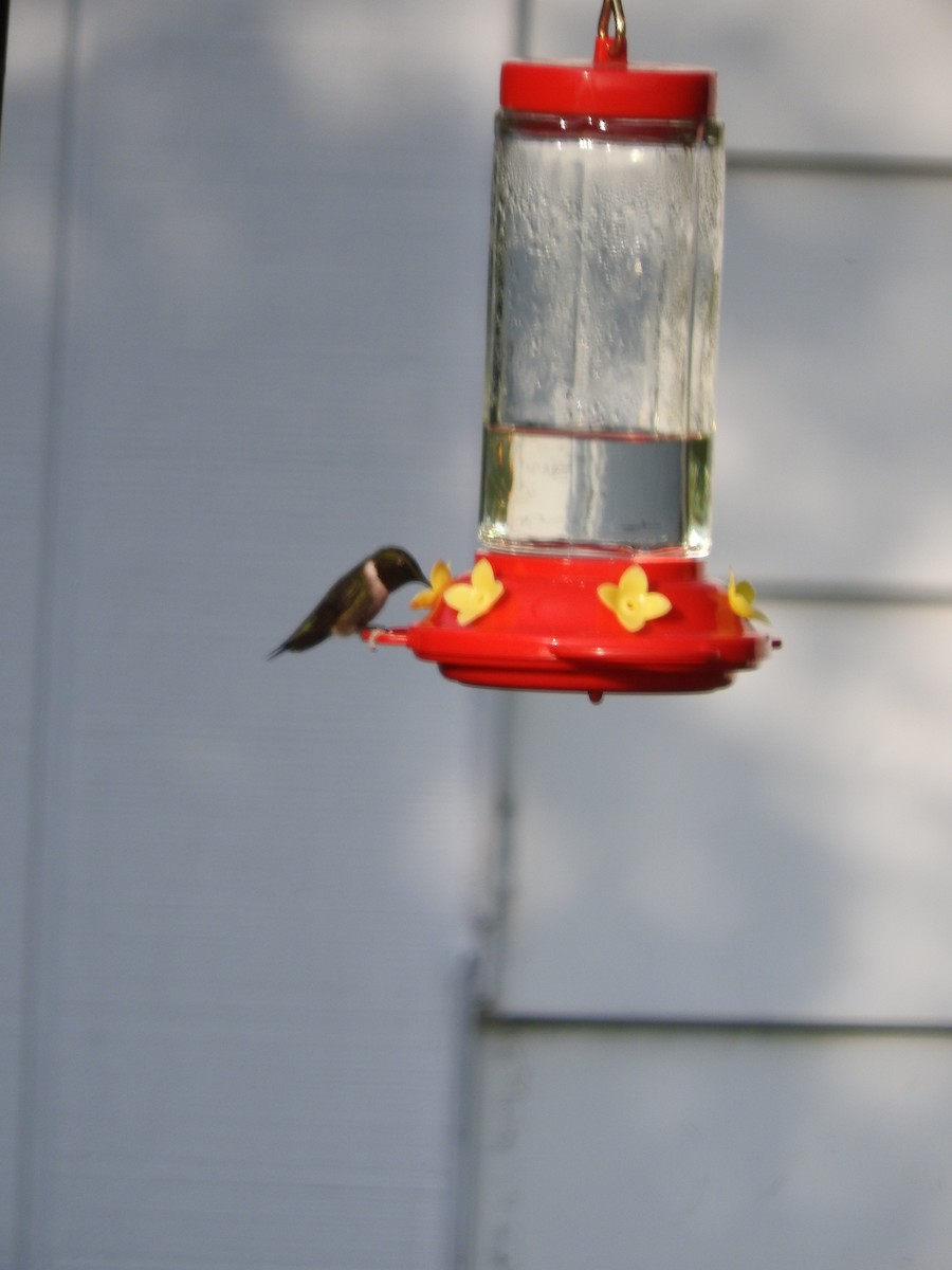 Ruby-throated Hummingbird - ML355233791