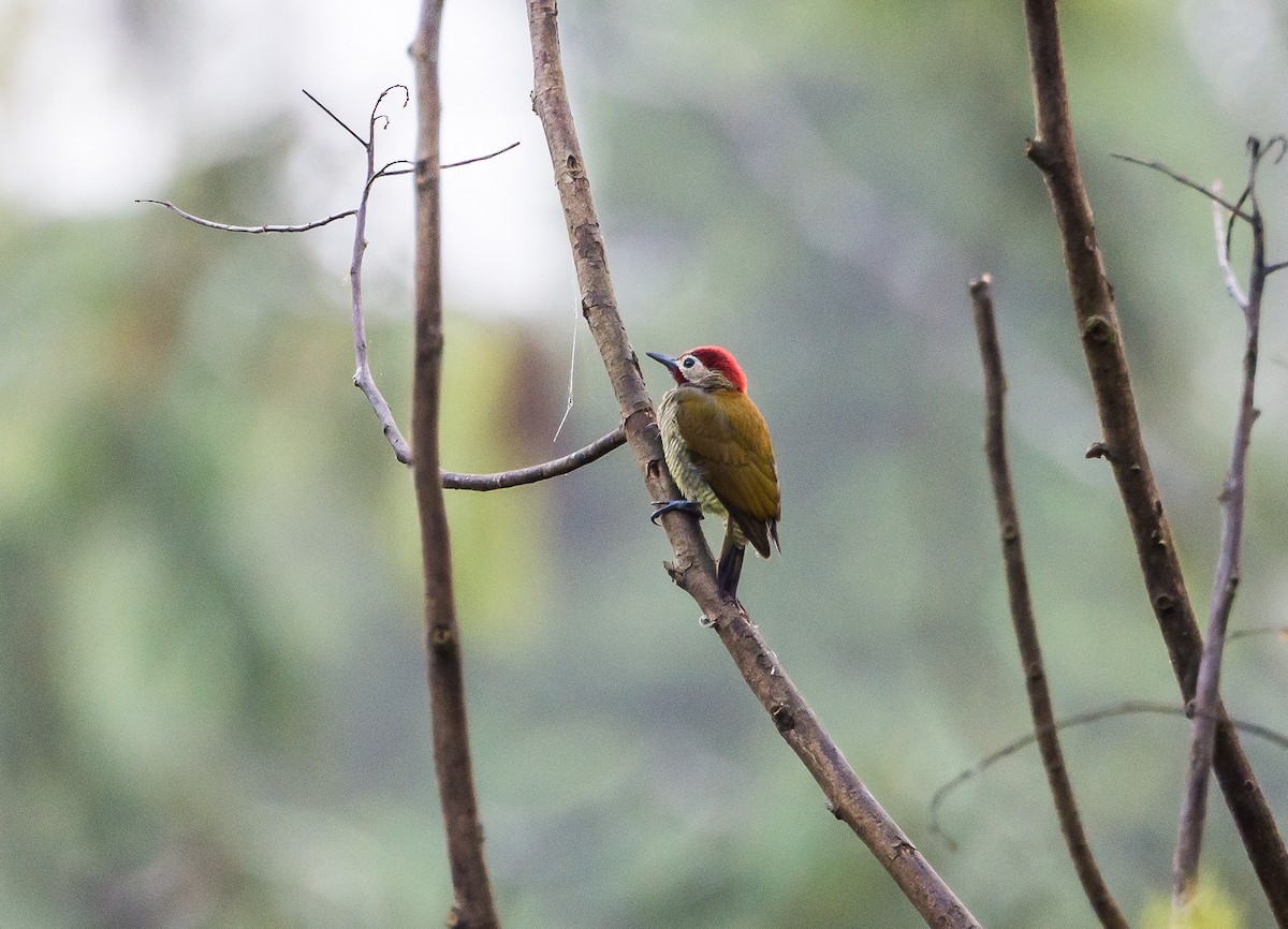 Golden-olive Woodpecker - ML355235271