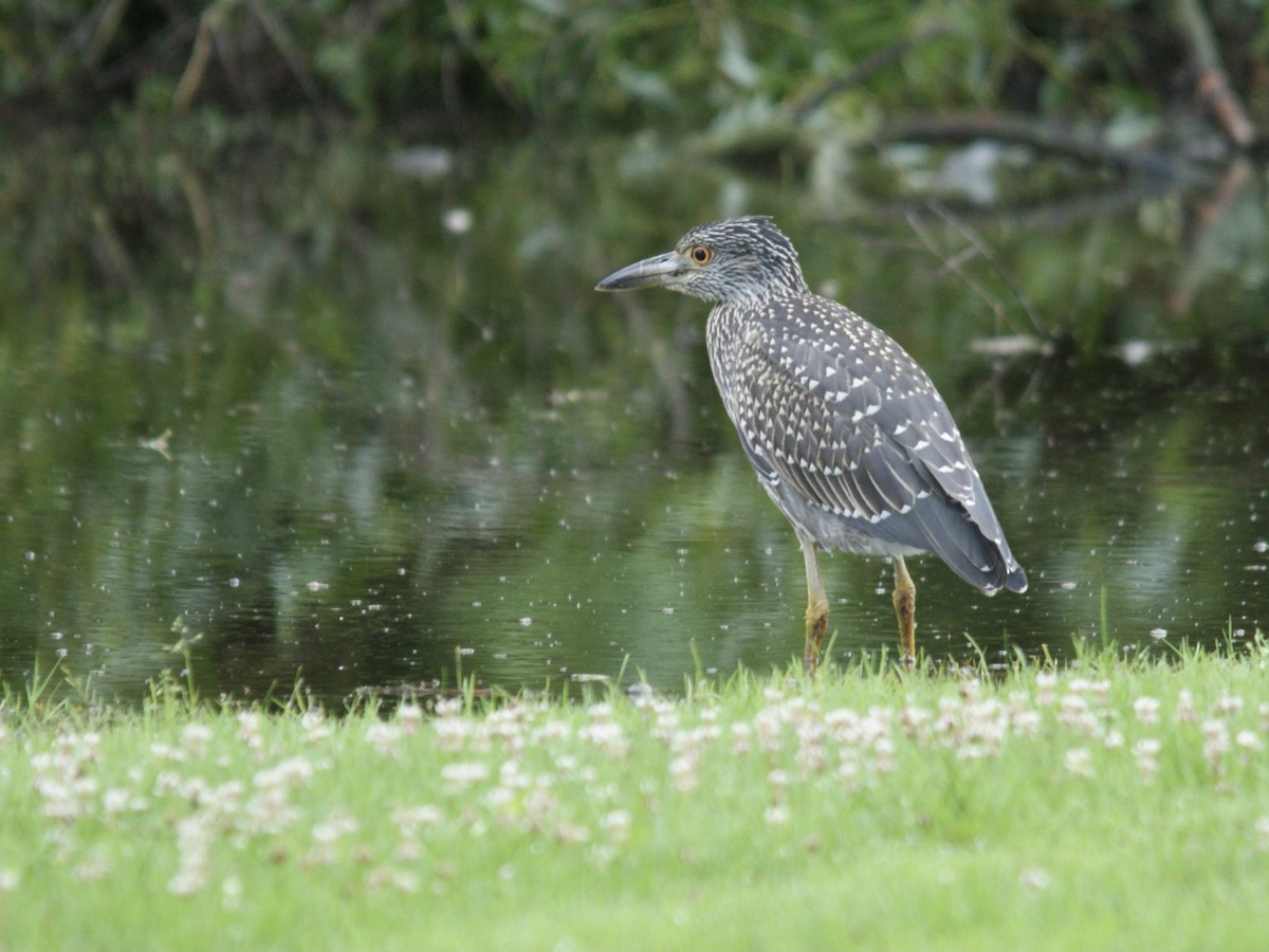 Yellow-crowned Night Heron - ML355235561