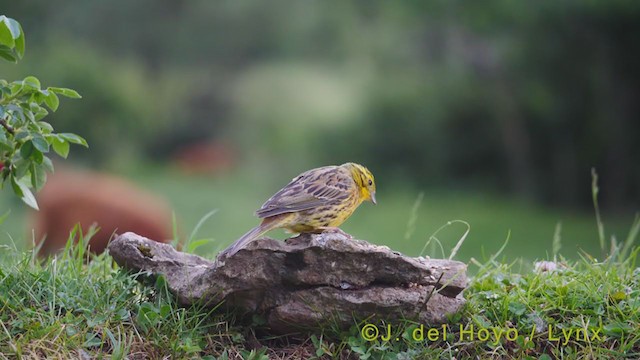 Yellowhammer - ML355237731