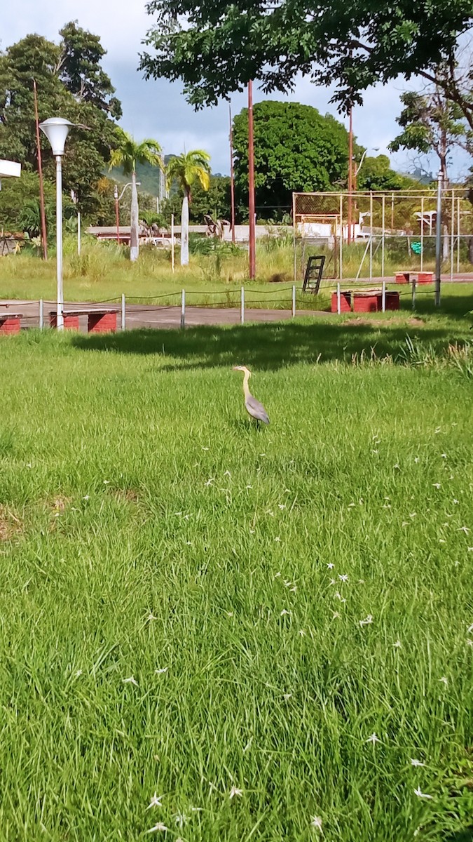 Whistling Heron - ML355243871