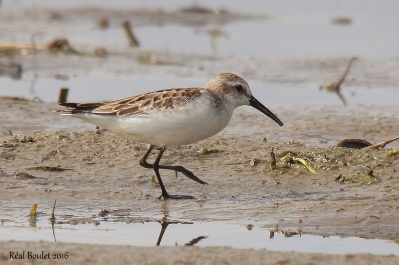 Western Sandpiper - Réal Boulet 🦆