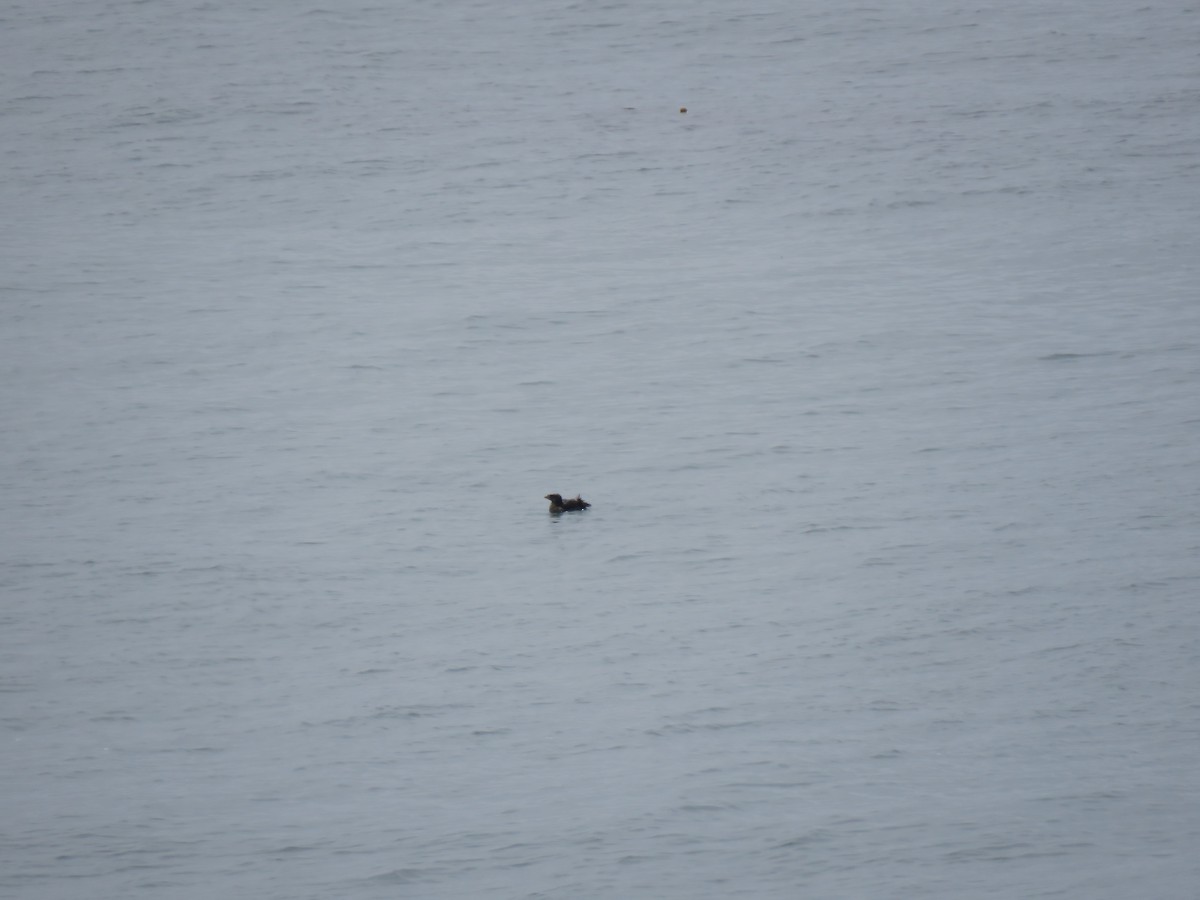 Rhinoceros Auklet - ML355244991