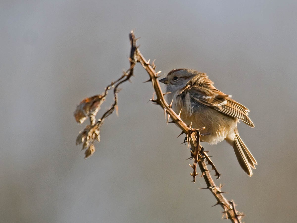 American Tree Sparrow - Greg Gillson