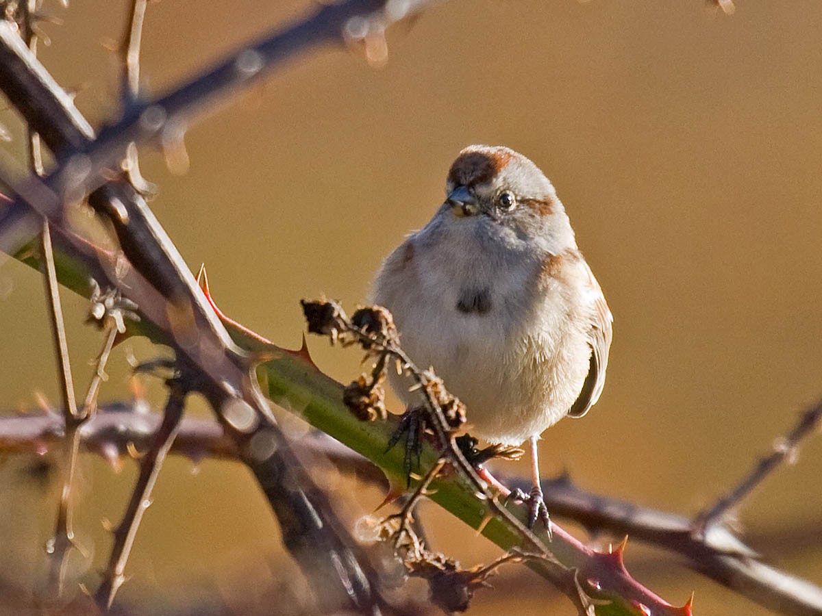 American Tree Sparrow - ML35524511