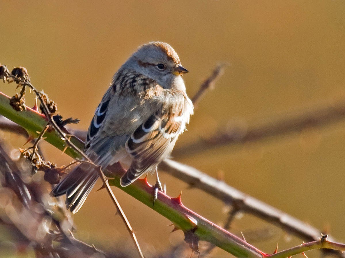 American Tree Sparrow - Greg Gillson